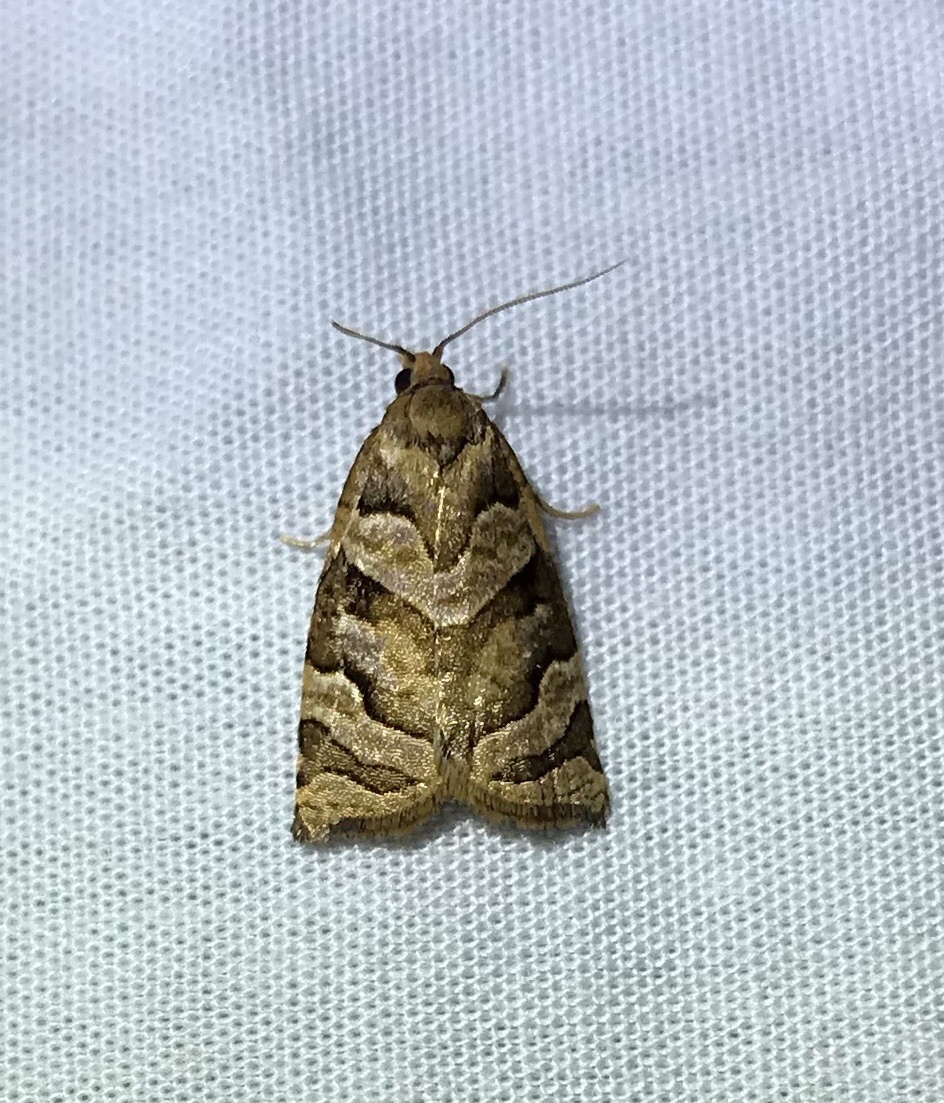 Zealandia Te Māra a Tāne