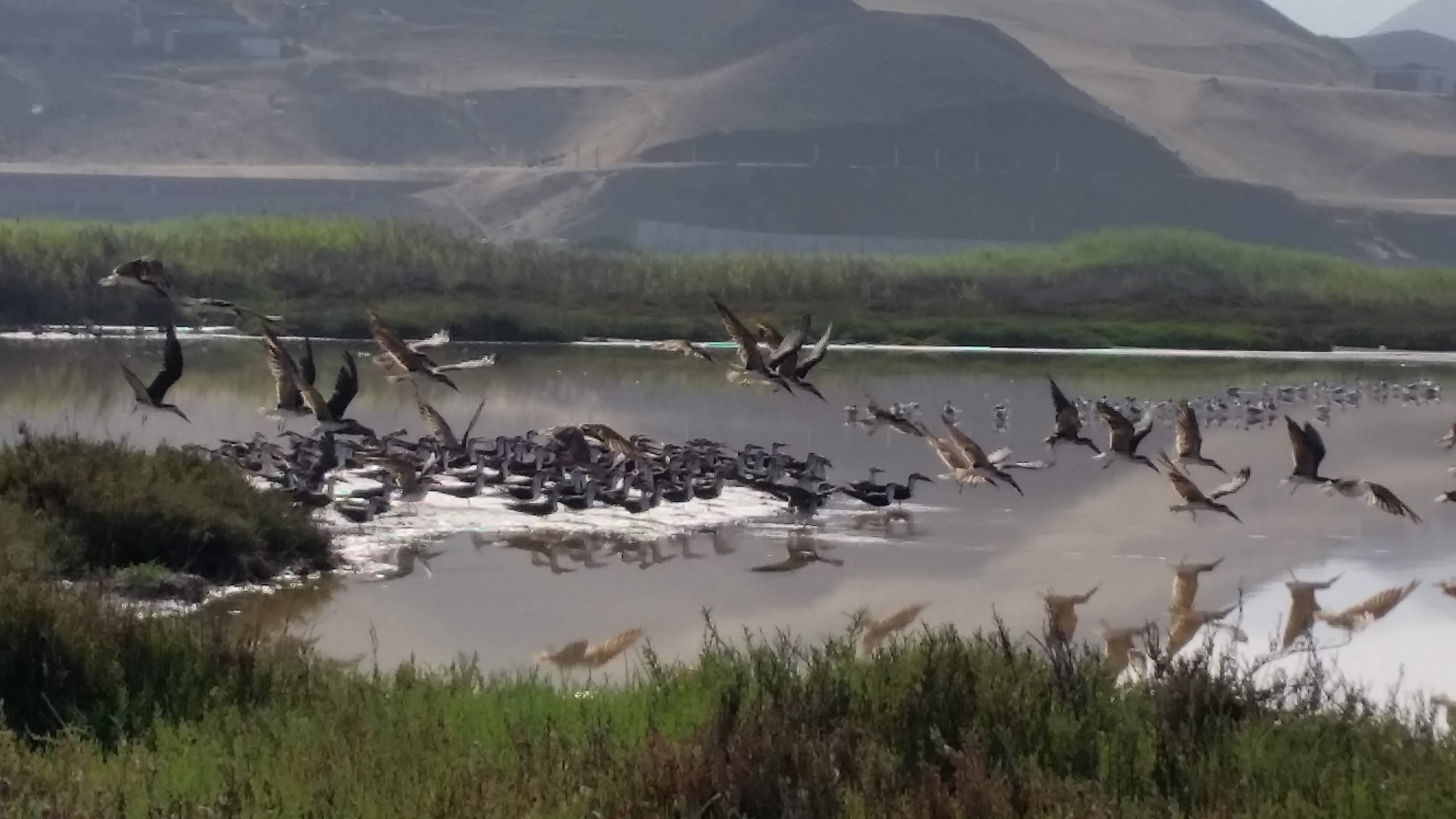 Puente Piedra Wetlands