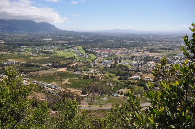 Constantia Winelands