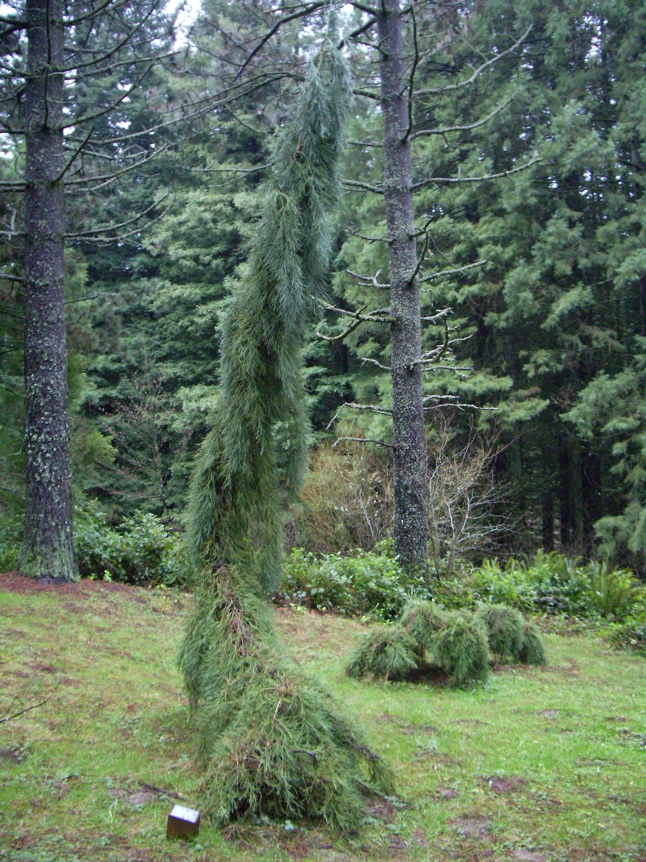 Hoyt Arboretum
