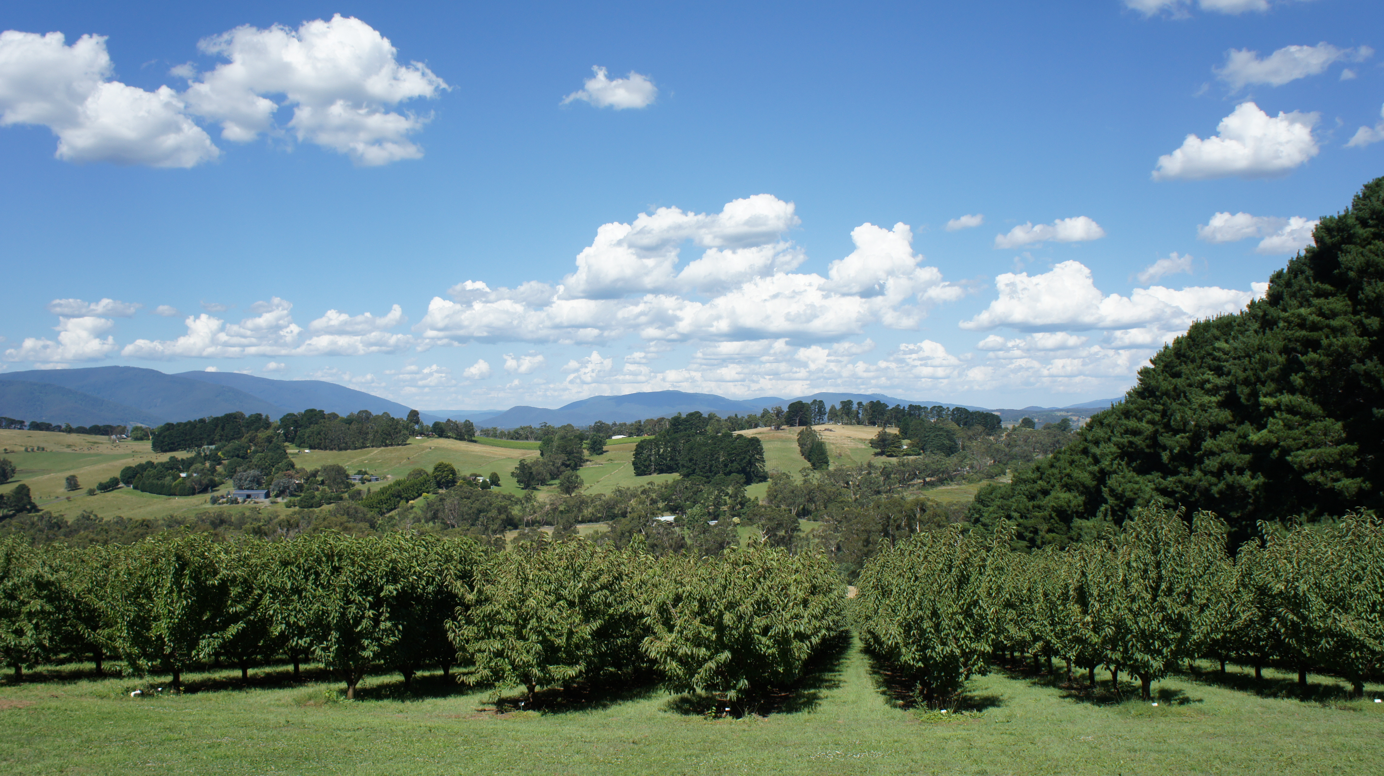 Yarra Valley Wine Tour