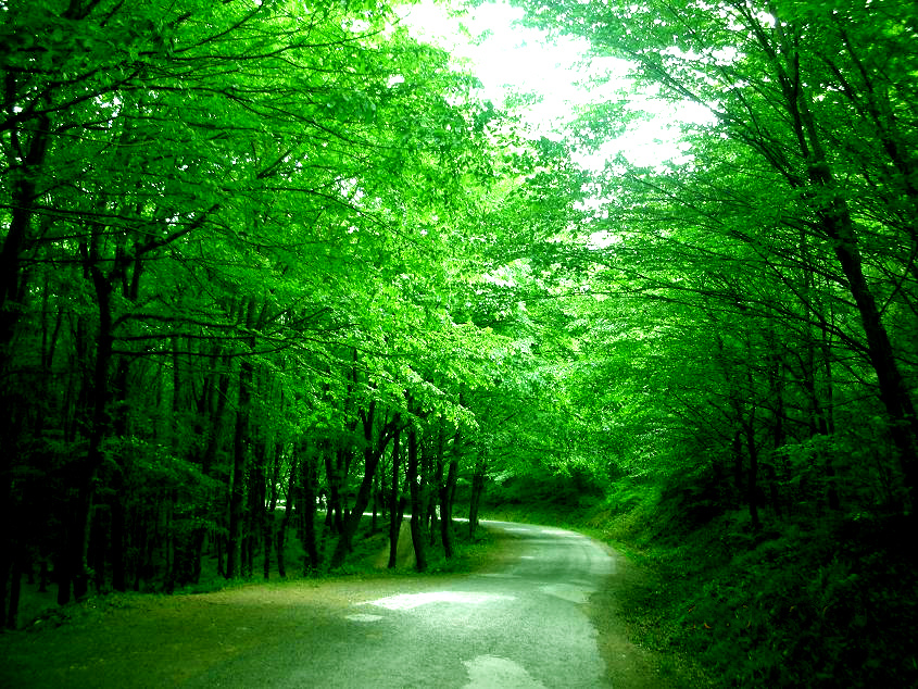 Belgrad Forest