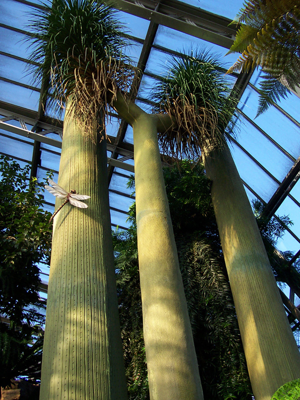 Kew Gardens