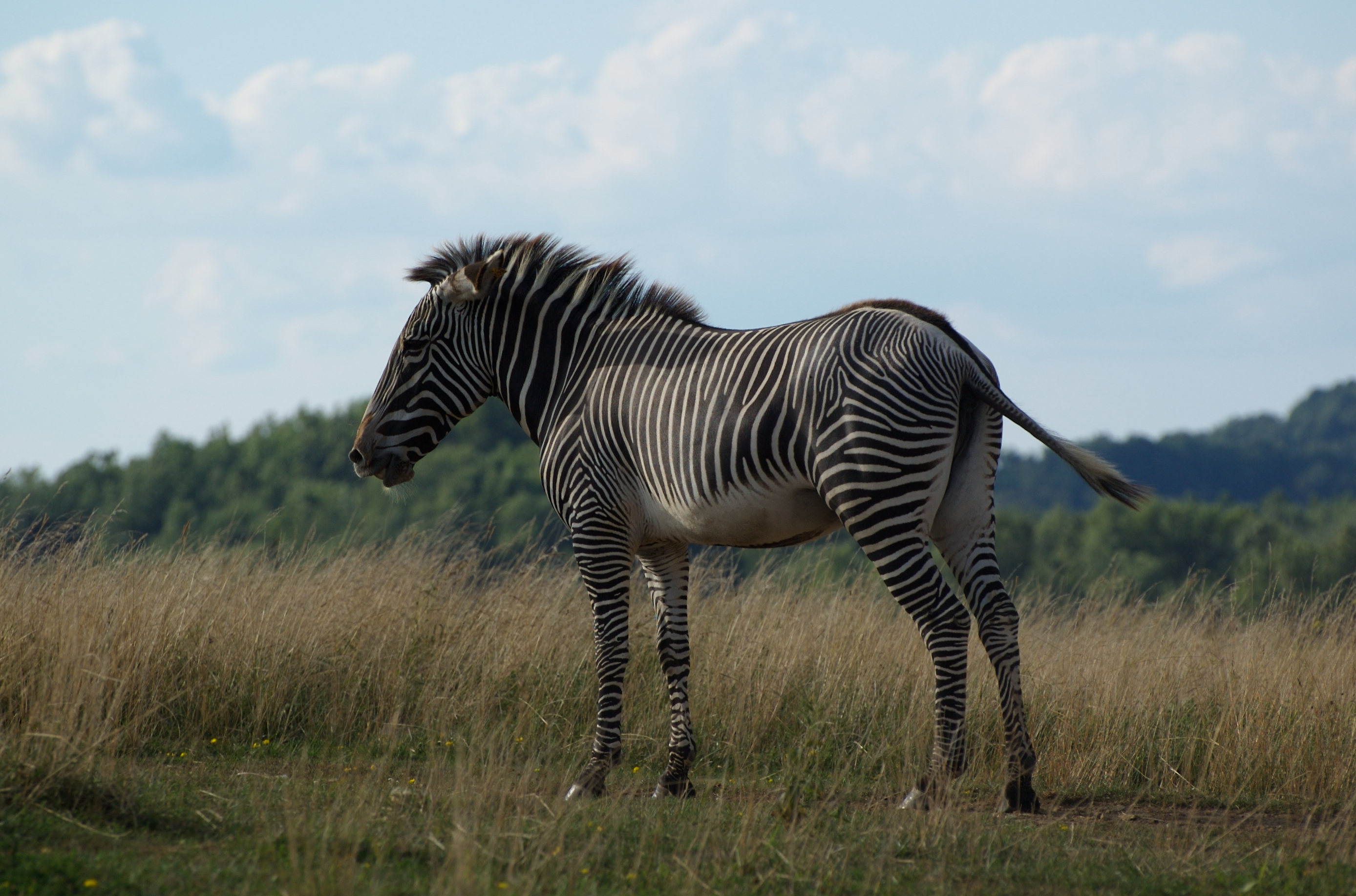 Crocodile Adventureland