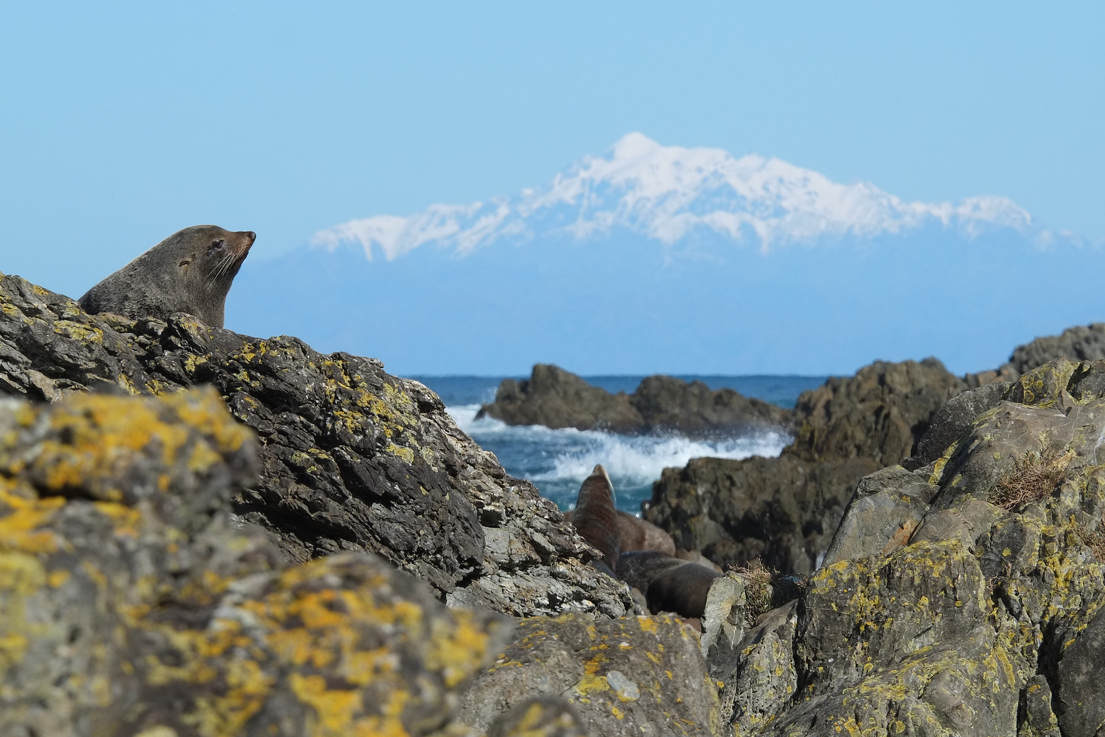 Red Rocks Seal Colony