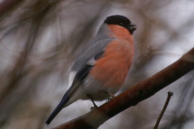 Royal Botanic Garden Edinburgh