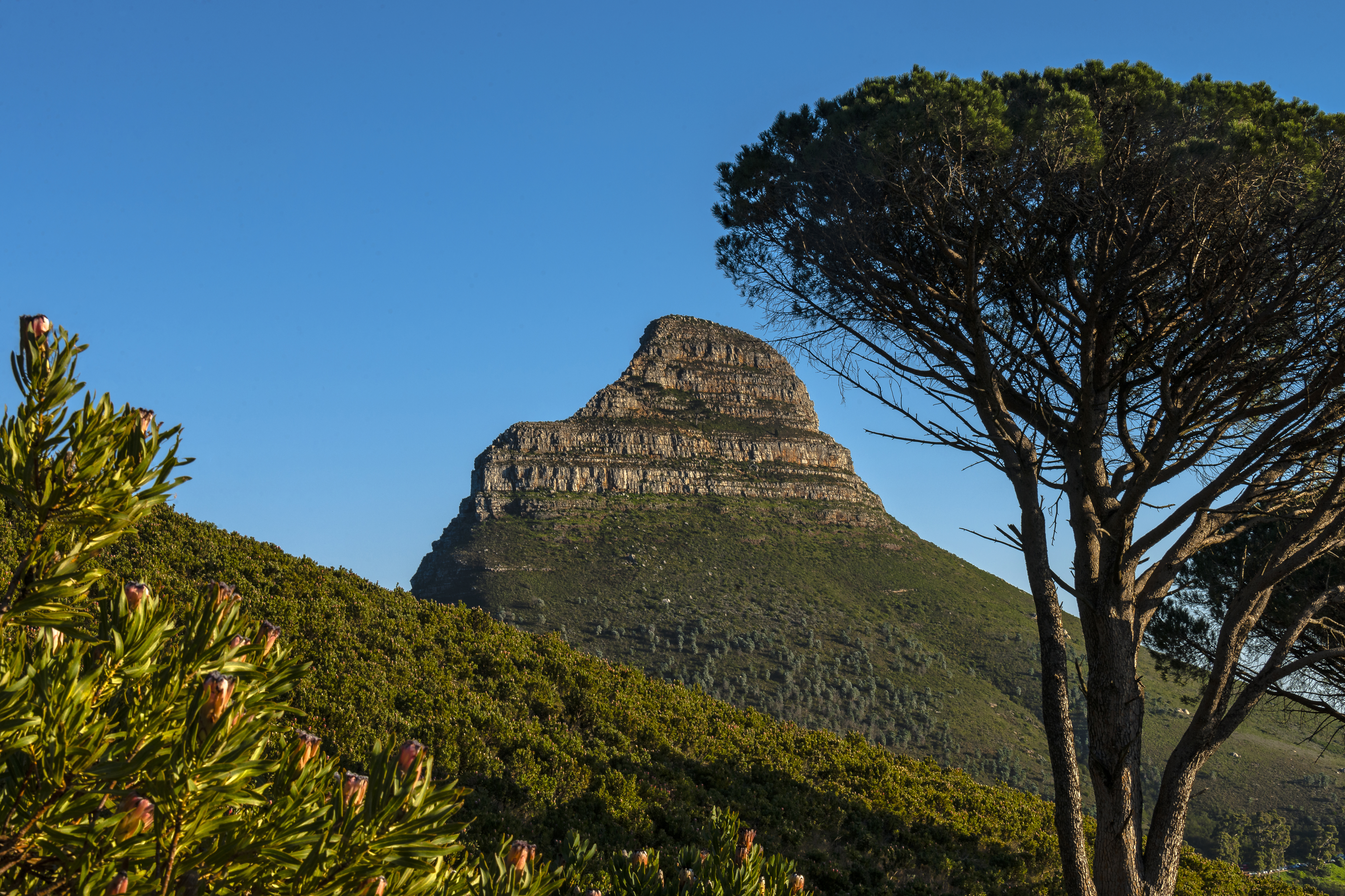 Lion's Head